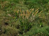 Polypogon monspeliensis