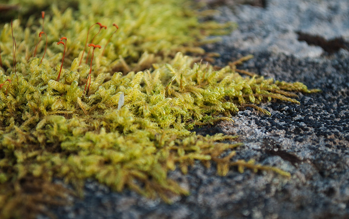 Image of Sanionia uncinata specimen.