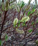 Salix phylicifolia. Ветви с отцветающими мужскими соцветиями и распускающимися листьями. Кольский п-ов, Восточный Мурман, Дальние Зеленцы. 21.06.2014.