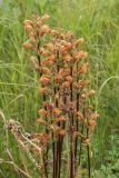 Pedicularis sceptrum-carolinum. Отцветшие соцветия. Мурманская обл., Кольский р-н, окр. пос. Дальние Зеленцы, окр. Столбового озера, склон сопки восточной экспозиции, мезотрофное висячее травяное болото. 25.07.2016.