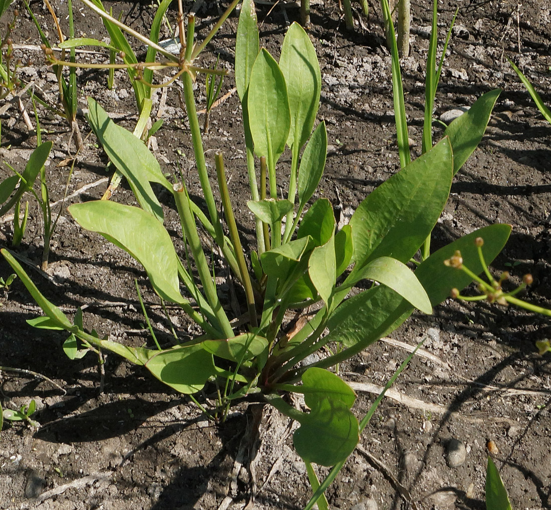 Изображение особи Alisma plantago-aquatica.