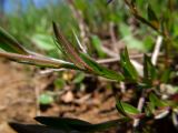 Polygala vaillantii. Часть побега. Беларусь, Гродненская обл., Новогрудский р-н, окр. дер. Селец, злаково-разнотравный луг между лесозащитной полосой (Picea abies) и трассой. 09.05.2014.