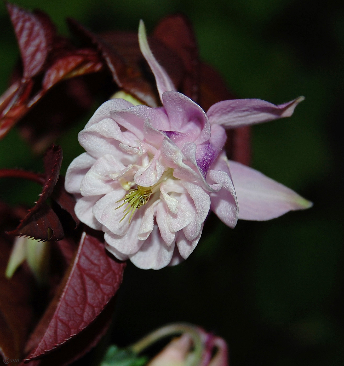 Изображение растения Aquilegia vulgaris.