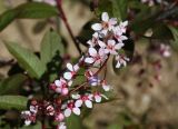 Padus avium. Соцветие (сорт ‘Colorata’). Республика Марий-Эл, г. Йошкар-Ола, территория ботанического сада-института Поволжского государственного технологического университета, в культуре. 23.05.2017.