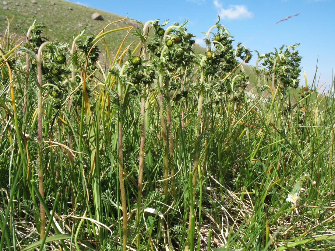 Изображение особи Artemisia viridis.