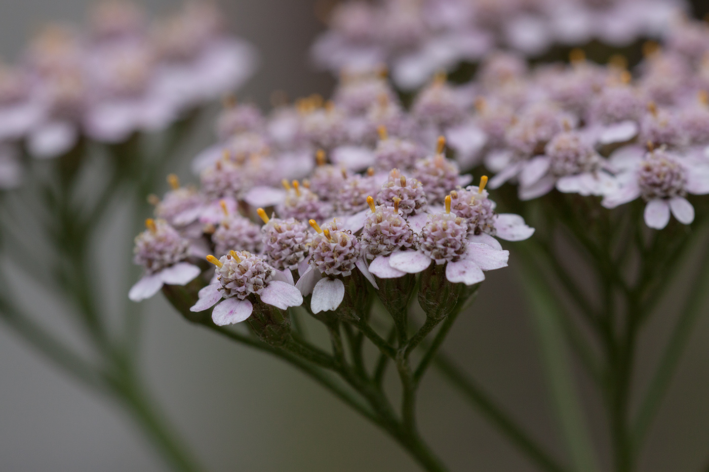 Изображение особи Achillea millefolium.