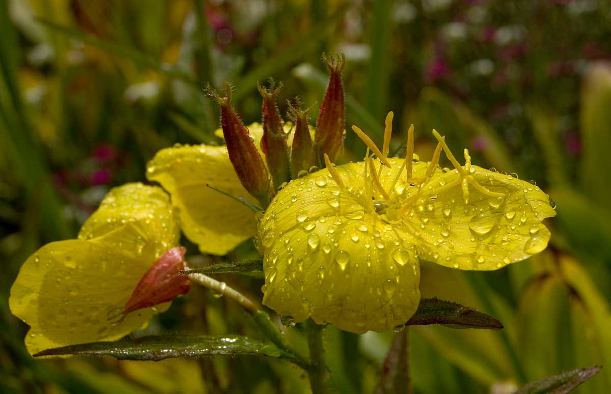 Изображение особи Oenothera pilosella.