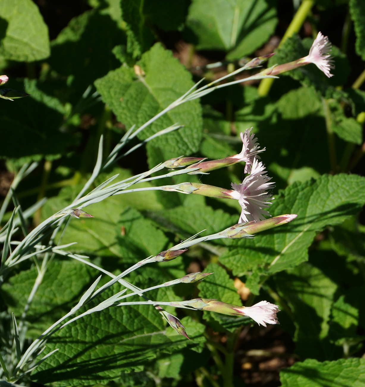 Image of Dianthus plumarius specimen.