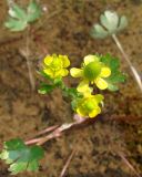 Ranunculus sceleratus