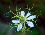 Nigella damascena. Цветок. Черногория, окр. г. Котор, \"Старая австрийская дорога\", горное разнотравье. Июль 2018 г.