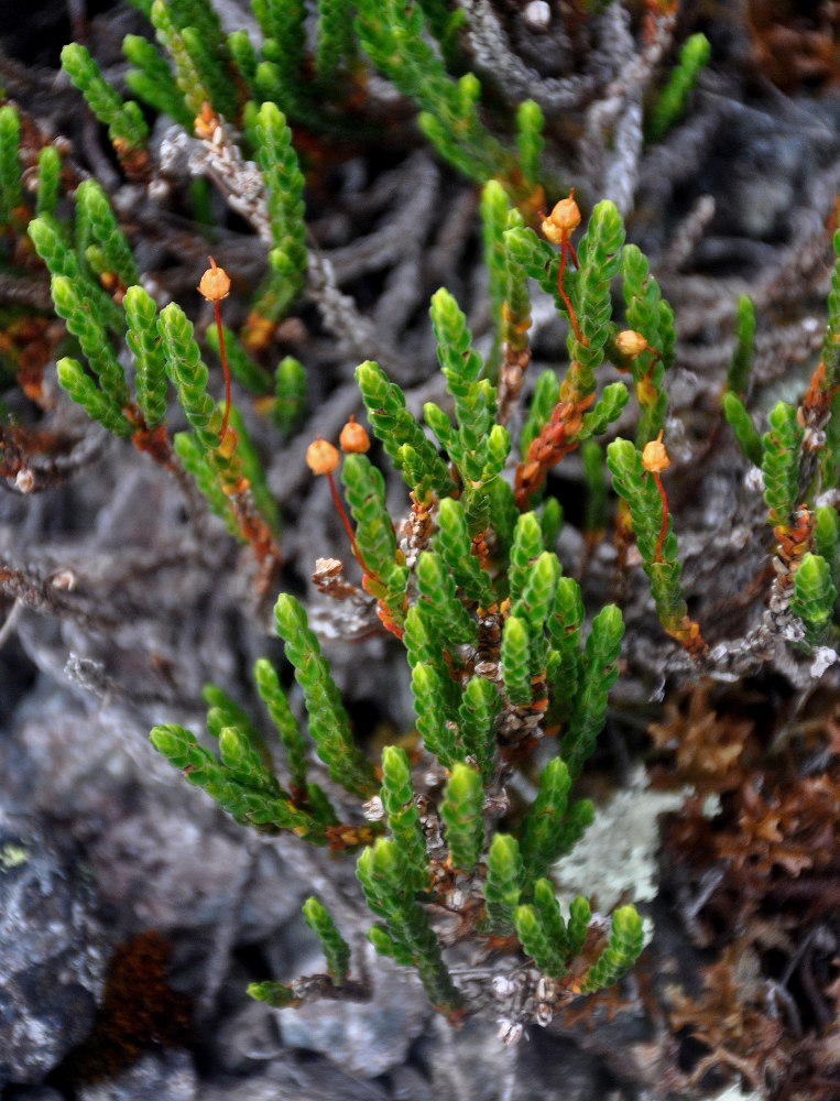 Изображение особи Cassiope tetragona.