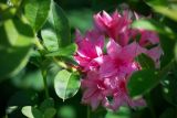 род Rhododendron. Цветки и часть побега. Кировская обл., г. Киров, Ботанический сад Вятского государственного университета, в культуре. 29.06.2018.