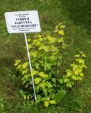 Spiraea × vanhouttei. Молодое вегетирующее растение ('Gold Fountain'). Кировская обл., г. Киров, Ботанический сад Вятского государственного университета, в культуре. 07.07.2018.