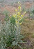 Verbascum songaricum