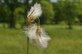 Eriophorum komarovii