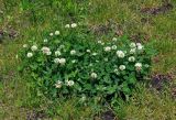 Trifolium repens. Цветущие растения. Алтай, Майминский р-н, берег р. Катунь у стелы \"Республика Алтай\", луг. 09.06.2019.