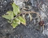 Saponaria officinalis