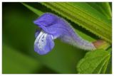 Scutellaria galericulata. Цветок. Республика Татарстан, Агрызский р-н. 23.06.2010.