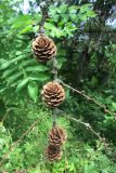 Larix kaempferi. Опавшая ветвь с прошлогодними шишками. Беларусь, Минская обл., Минский р-н, Щомыслицкий сельский совет, ботанический памятник природы республиканского значения \"Дубрава\", дубово-темнохвойный лес. 15.07.2020.