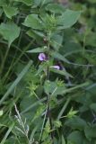 Pedicularis resupinata