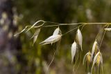 Avena sterilis