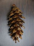 Pinus strobus