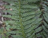 Polystichum aculeatum. Часть вайи. Москва, Аптекарский огород, в культуре. 03.09.2021.