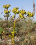 Peucedanum tauricum. Верхушка побега с соплодием. Краснодарский край, м/о г. Новороссийск, Маркотхский хр., пер. Неберджаевский, ≈ 500 м н.у.м., остепнённый луг. 30.09.2022.