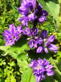 Campanula cephalotes