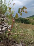 Bupleurum rotundifolium. Цветущее растение. Краснодарский край, м/о г. Новороссийск, хр. Маркотх, вершина 462, ≈ 460 м н.у.м., скальное обнажение. 09.07.2016.