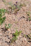 Nepeta micrantha