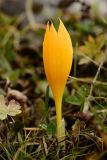 Crocus scharojanii