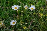 Leucanthemum vulgare. Верхушки побегов с соцветиями. Ингушетия, Джейрахский р-н, с. Эгикал, ≈ 1200 м н.у.м., луг. 24.07.2022.