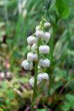 Pyrola minor