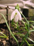 Galanthus cilicicus