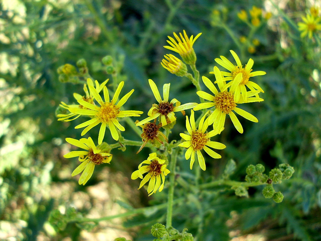 Изображение особи Senecio grandidentatus.