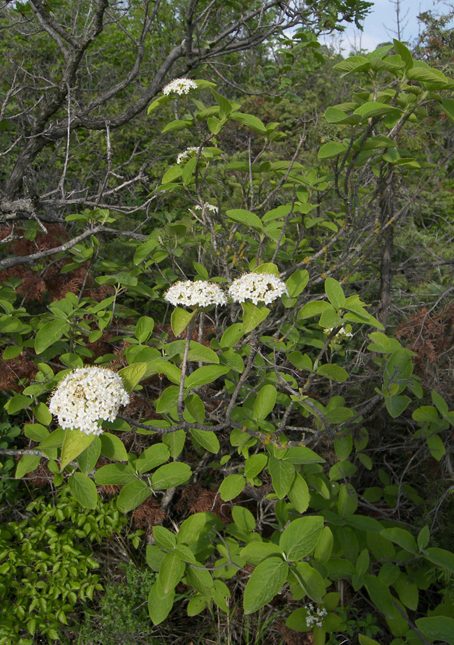 Изображение особи Viburnum lantana.