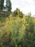 Myricaria bracteata