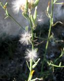 Chondrilla juncea. Соплодия и отцветающие корзинки. Крым, г. Саки, пустырь у оздоровительного комплекса \"Парус\". 30.08.2011.