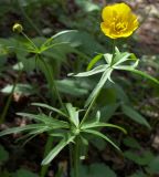 Ranunculus cassubicus