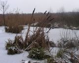 Typha latifolia. Зимующие растения со зрелыми початками. Курская область, г. Железногорск, болото. 17 декабря 2008 г.