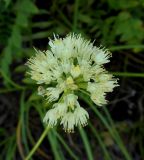 Allium stellerianum. Соцветие. Иркутская область, окр. г. Нижнеудинска, гора Коблук. 11.08.2012.