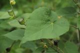 Abutilon theophrasti