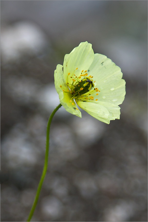 Изображение особи Papaver lapponicum.