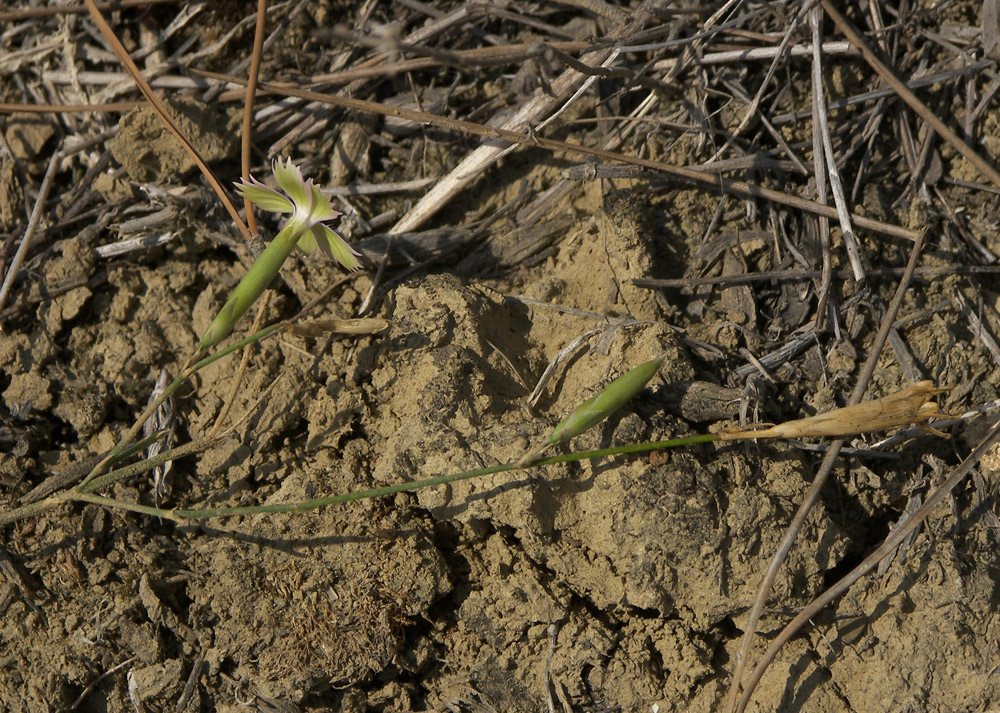 Изображение особи Dianthus bicolor.