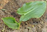 Zantedeschia aethiopica