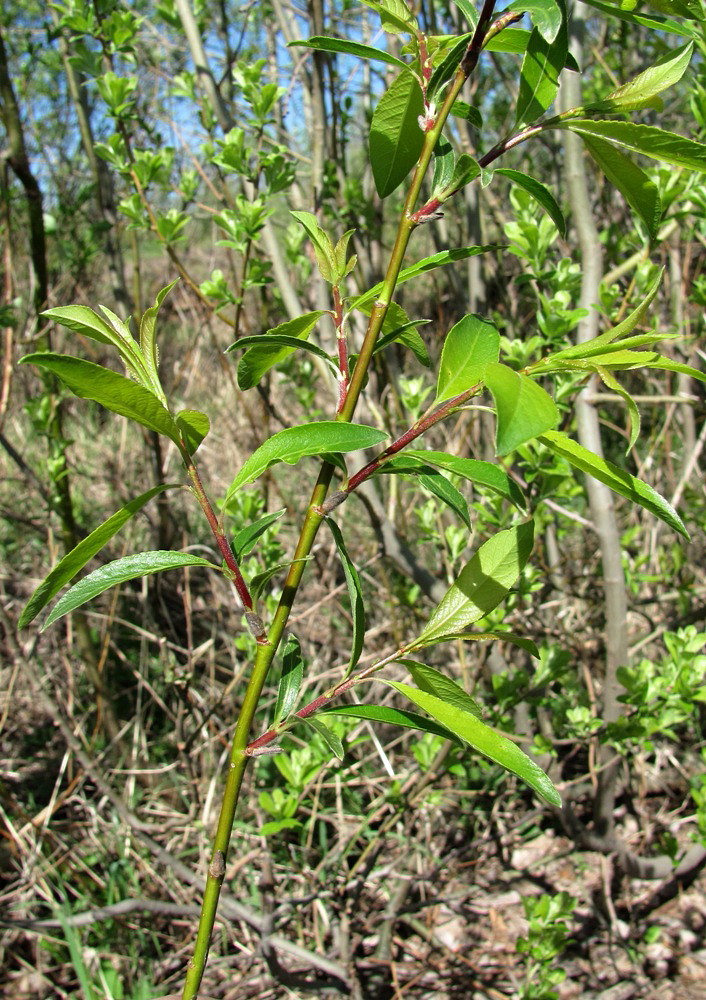 Изображение особи Salix myrsinifolia.