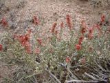 Salsola gemmascens