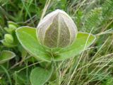 Clematis integrifolia