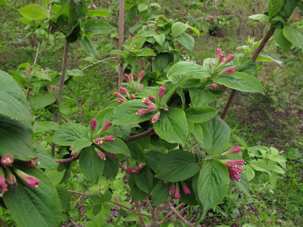 Изображение особи Weigela praecox.